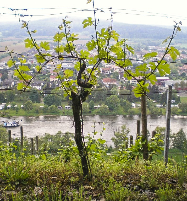 Meditation zum 7. Ostersonntag 2022